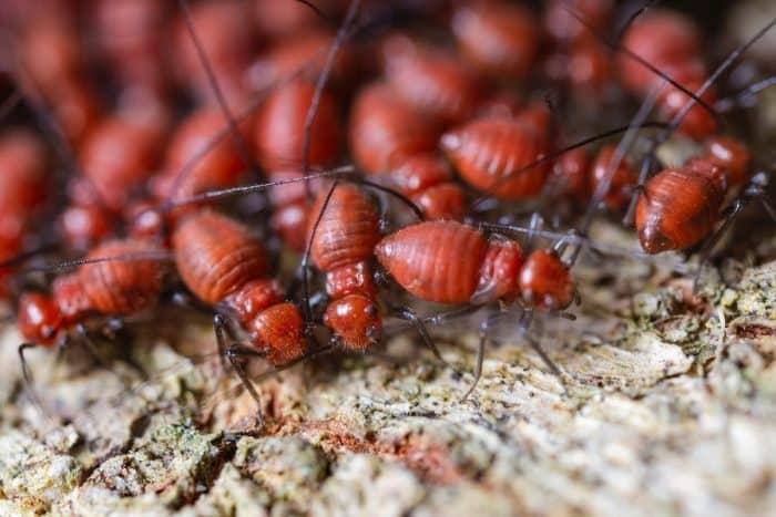 Les raisons surprenantes derrière l’invasion des blattes de jardin dans nos maisons