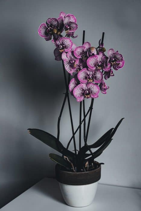 Les secrets pour maintenir votre orchidée en fleur : 5 astuces essentielles